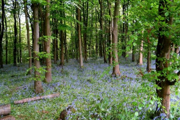 Coed Cefn – Bluebell Woodland Looks Over Crickhowell