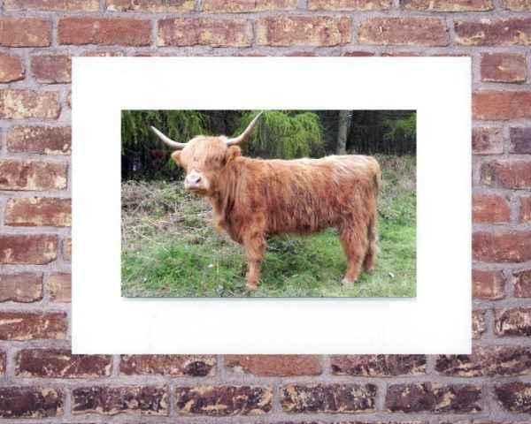 Highland Cattle in the Black Mountains, South Wales - Rustic Scottish Breed - Mounted Photograph (8x6" for 6x4") ✅ FREE UK POSTAGE